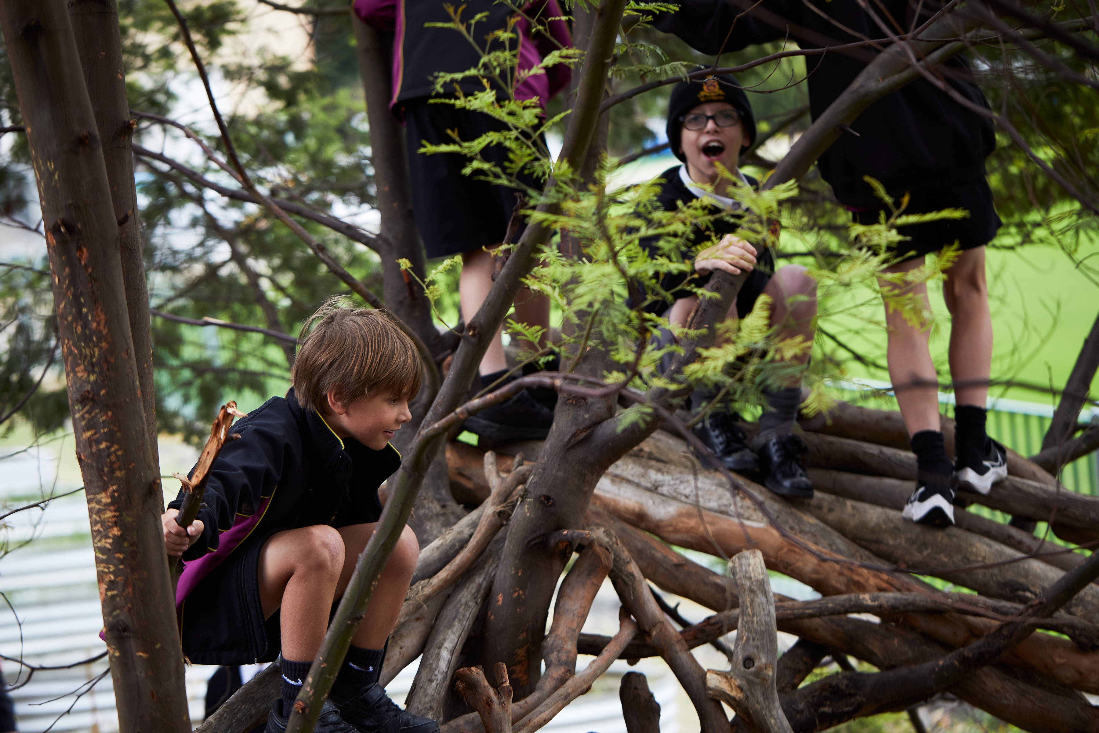 Group of students climbing a tree. Photo: Joshua Lamont.